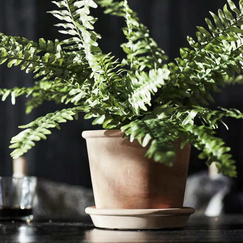DONICZKA Z PODSTAWKĄ MUSKOTBLOMMA TERAKOTA 15 CM - obrazek 2