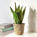 IKEA KLYNNON OSŁONKA DONICZKI BAMBUSOWA 12 CM - obrazek 2