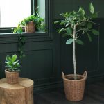KAKTUSFIKON OSŁONKA DONICZKI, RATTAN,ROZMIAR 12 CM - obrazek 4