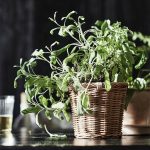 KAKTUSFIKON OSŁONKA DONICZKI, RATTAN,ROZMIAR 12 CM - obrazek 3