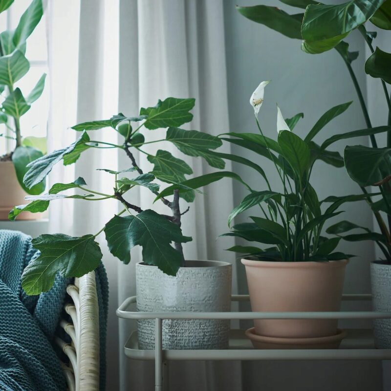 DONICZKA Z PODSTAWKĄ MUSKOTBLOMMA TERAKOTA 15 CM - obrazek 3